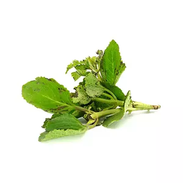 Oregano